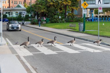 Vancouver, British Columbia, Kanada - 13 Eylül 2017: Bir araba beklerken Kanada kazları bir zebra geçidinde karşıdan karşıya geçiyorlar.