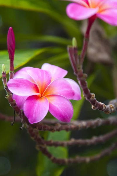 Pink Hawaiian Flowers Branches — Stock Photo, Image