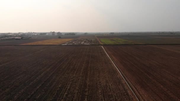 Безплідне рисове поле — стокове відео