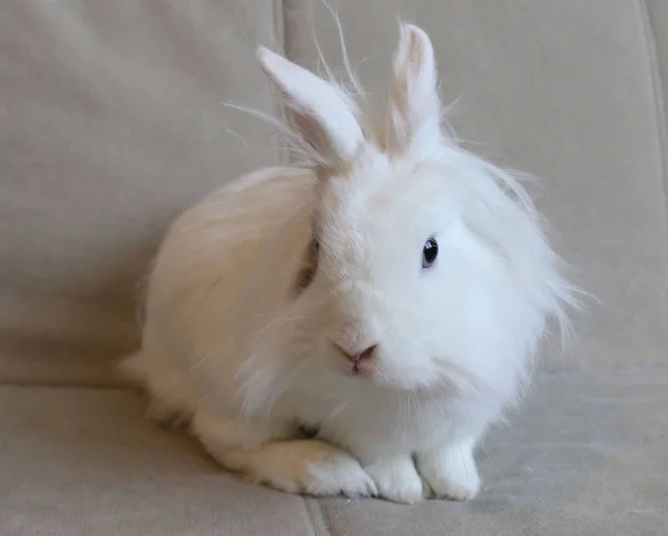 Pequeño Conejo Lindo Blanco —  Fotos de Stock