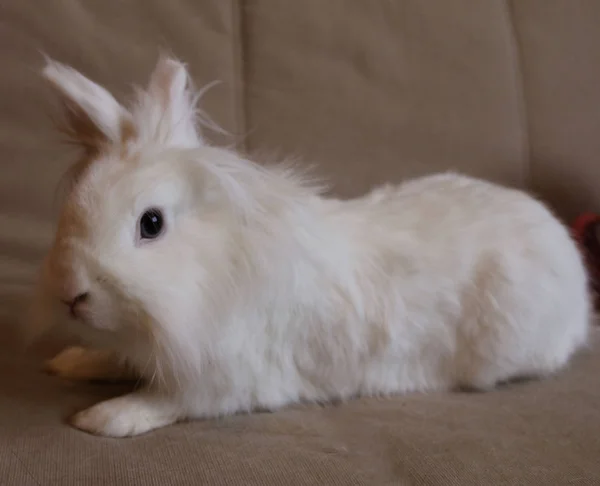 Small White Cute Rabbit — Stock Photo, Image