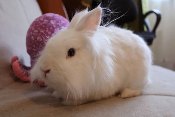 Small White Cute Rabbit — Stock Photo, Image