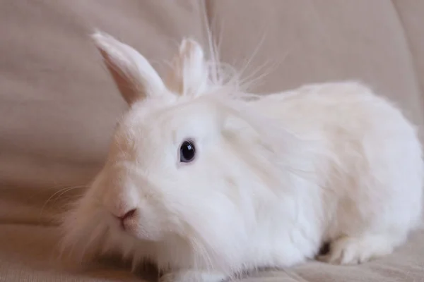 Kleines Weißes Niedliches Kaninchen — Stockfoto