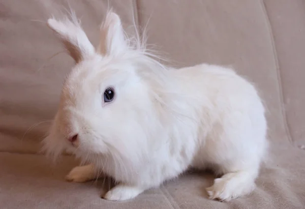 Küçük Beyaz Sevimli Tavşan — Stok fotoğraf