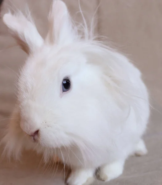 Pequeño Conejo Lindo Blanco — Foto de Stock