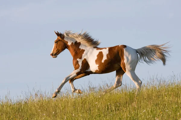 Jeune Cheval Appaloosa Courir Sur Prairie Verte — Photo