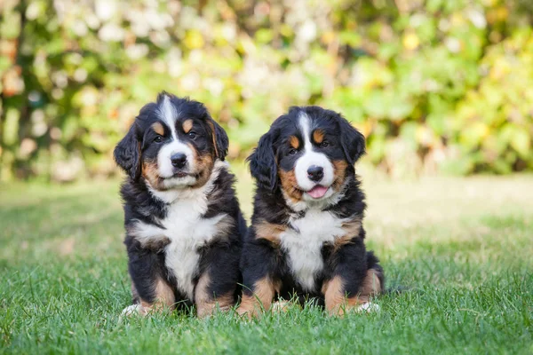 Portrét Dvou Bernese Mountain Štěňat Zelené Trávě — Stock fotografie