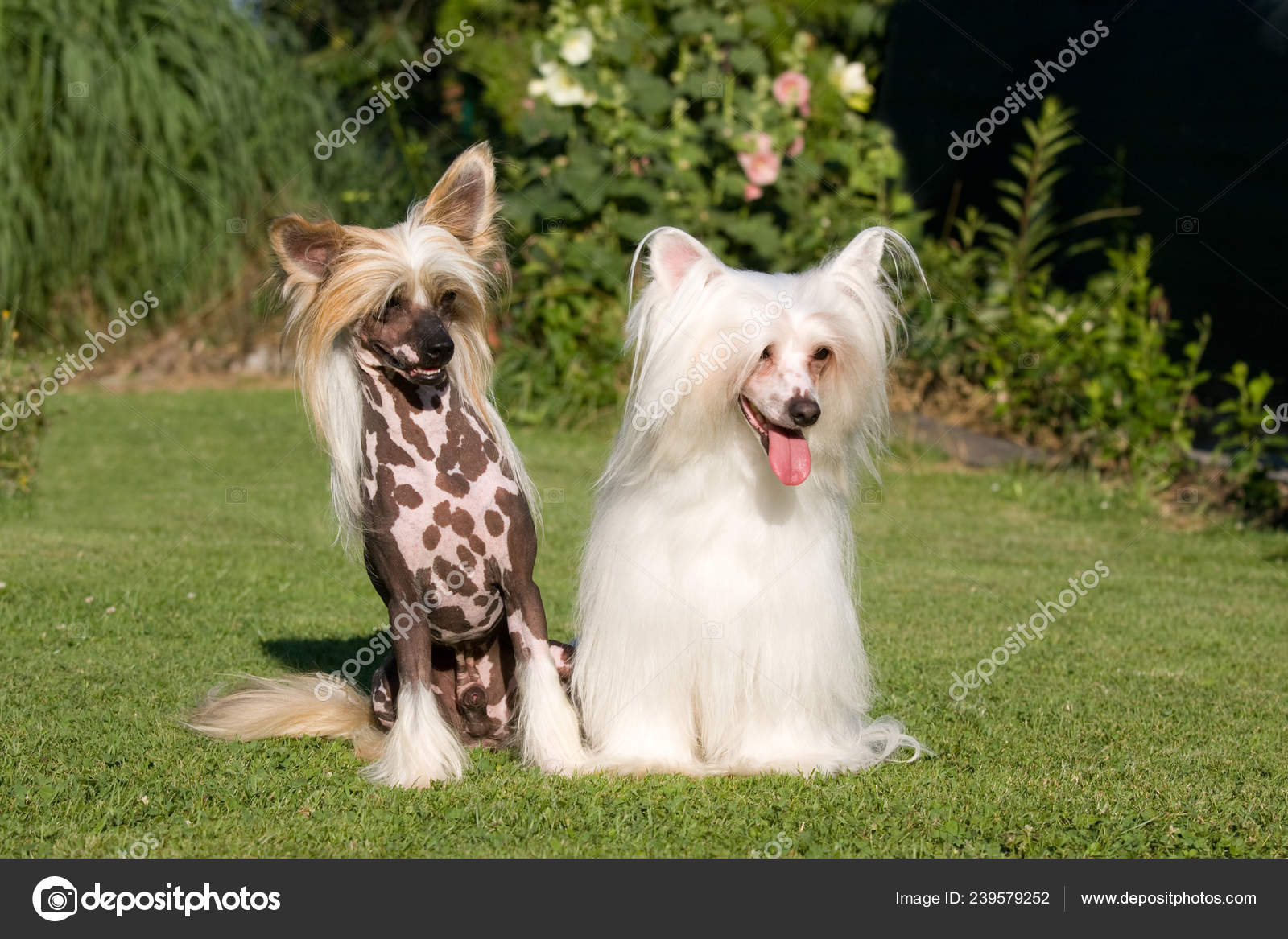 Cute Chinese Hairless Dog Chinese Hairless Dog Puppy 4+ Thousand