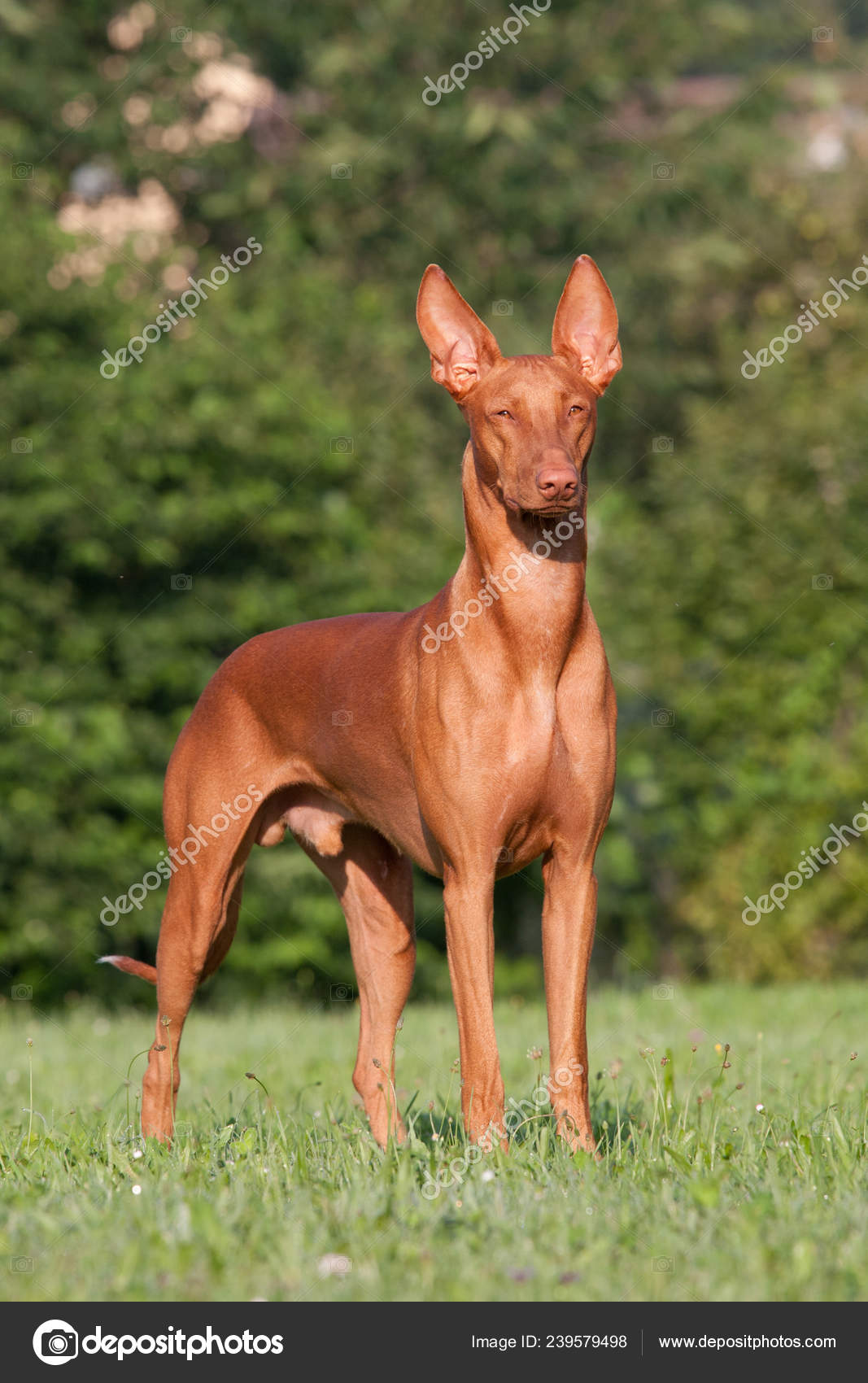 brindle the pharaoh hound