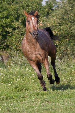 Çayır üzerinde çalışan güzel Appaloosa at