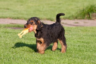 Happy young airedale terrier