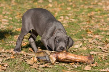 Güzel köpek yavrusu Danua portresi