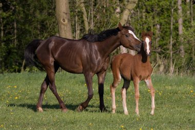 Midilli mare küçük tayı ile