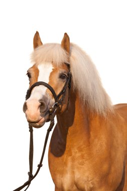 Portrait of nice haflinger horse on white background
