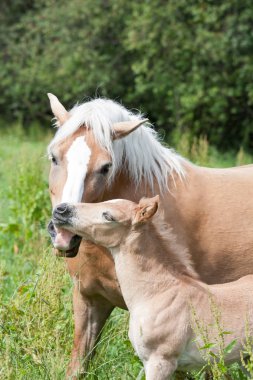 Annesi onu Tay - haflinger ile