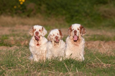 Üç güzel clumber spaniel portresi