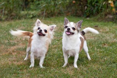 Portrait of two nice chihuahua dog
