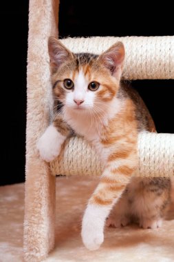 Sevimli genç tekir kedi tırmalamak posta siyah arka plan üzerinde