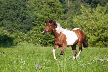 Güzel boya at koşma