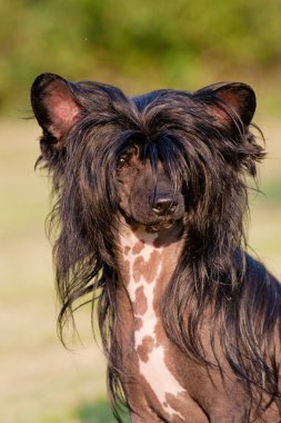 Köpek portre güzel Çin tepeli