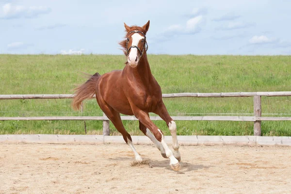 素敵な実行している熱血馬の肖像 — ストック写真