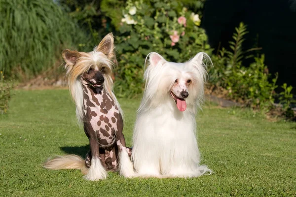 Porträtt Två Fina Chinese Crested Dog — Stockfoto