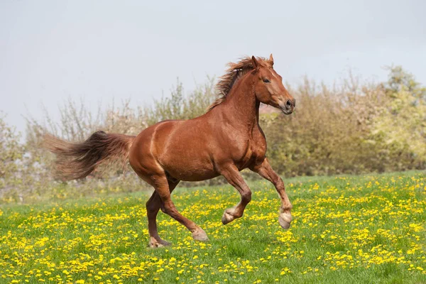 Bonito Caballo Grande Corriendo —  Fotos de Stock