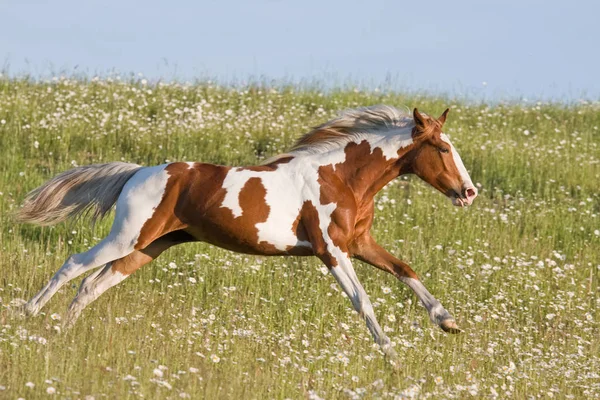 Bonito Joven Appaloosa Caballo Corriendo —  Fotos de Stock