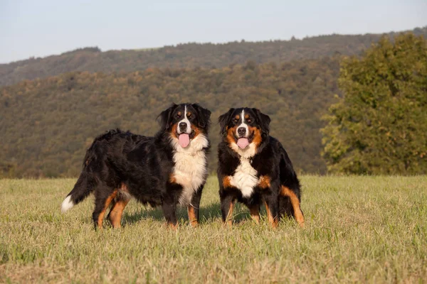Porträt Zweier Netter Berner Sennenhunde — Stockfoto