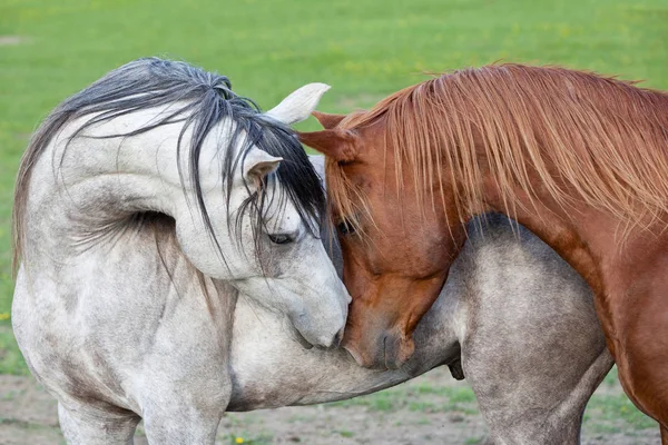 Retrato Dos Bonitos Caballos Árabes — Foto de Stock