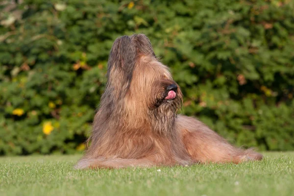 Porträtt Nice Briard — Stockfoto