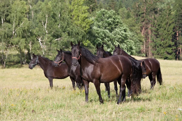 群れ黒 Kladrubian 馬の肖像 — ストック写真