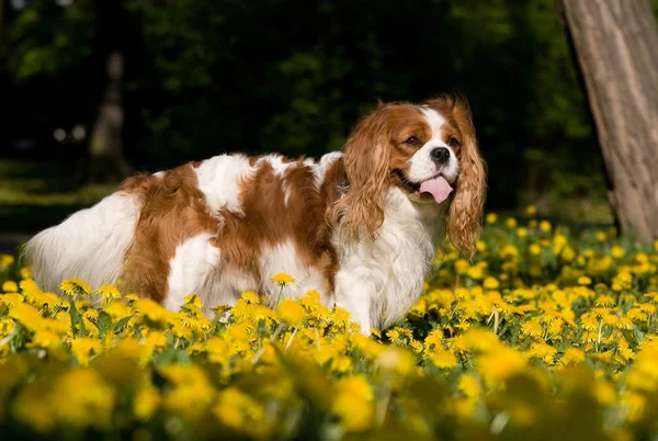 Retrato Adorável Cavaleiro Rei Charles Spaniel — Fotografia de Stock