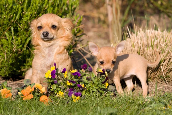 Chihuahua Feminino Com Filhote Cachorro Agradável — Fotografia de Stock