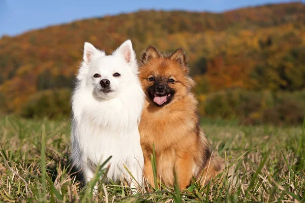 Retrato Dos Lindos Spitz — Foto de Stock