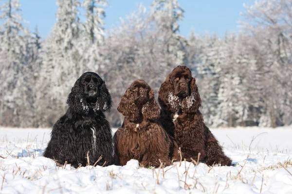 Retrato Três Agradável Americano Cocker Spaniel — Fotografia de Stock