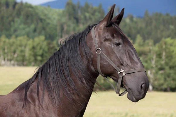 Portrait Nice Black Kladrubian Horse — Stock Photo, Image