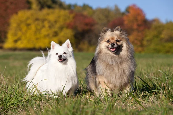 Retrato Dos Lindos Spitz — Foto de Stock