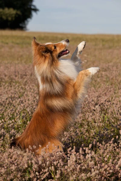 Cão Feliz Agradável Natureza Livre — Fotografia de Stock