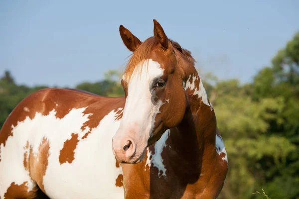 Retrato Cavalo Pintura Agradável — Fotografia de Stock