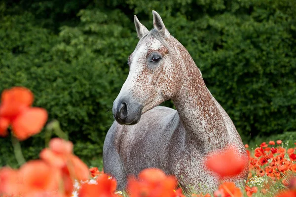 Portret Ładny Konia Arabskiego Czerwonym Polu Mak — Zdjęcie stockowe