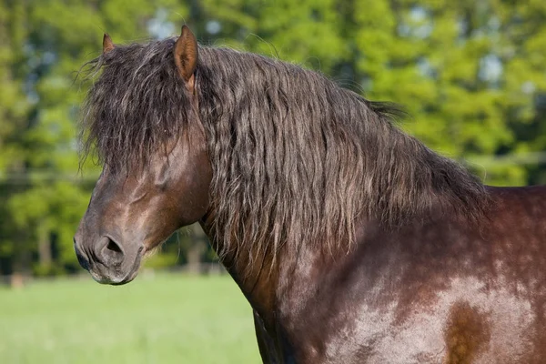 素敵な大きな馬の肖像 — ストック写真