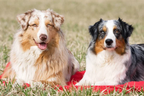 Retrato Dois Cães Pastores Australianos Agradáveis — Fotografia de Stock