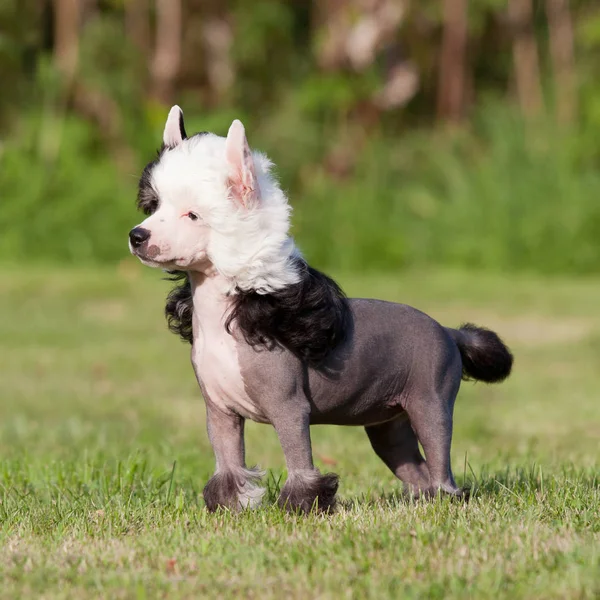 Retrato Bonito Perro Cresta Chino Joven —  Fotos de Stock
