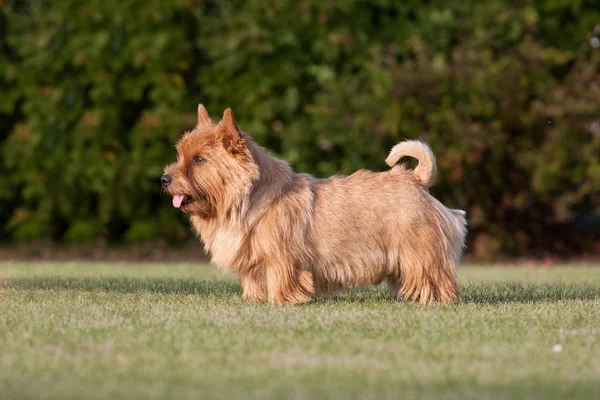 Retrato Bonito Norwich Terrier —  Fotos de Stock