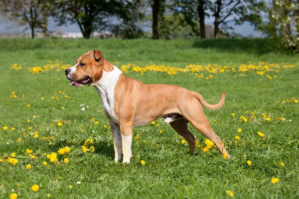 Porträt Eines Netten Amerikanischen Staffordshire Terriers — Stockfoto