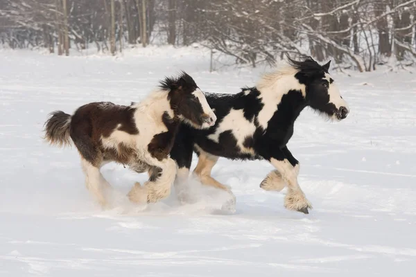 Two Horses Runnig Nature Outdoors — Stock Photo, Image