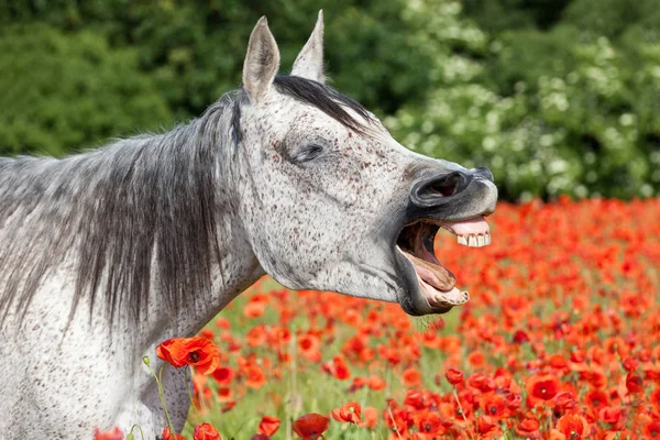Retrato Bom Cavalo Árabe Campo Papoula Vermelha — Fotografia de Stock