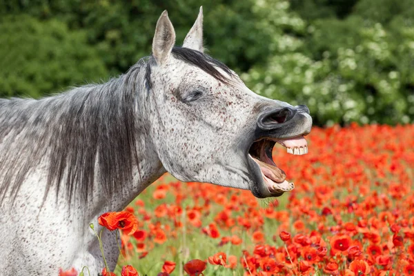 Portrait Nice Arabian Horse Red Poppy Field — ストック写真