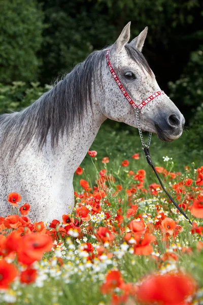 Portrait Joli Cheval Arabe Dans Champ Pavot Rouge — Photo